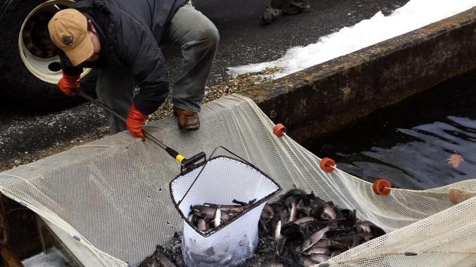 Staff loads trout from the hatchery raceways