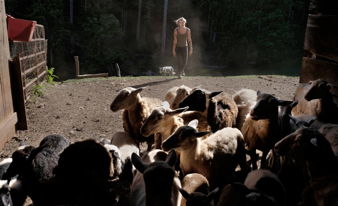  Photographer Rob Amberg. June 2, 2014. Kelsey Green herding sheep to the barn, Paw Paw, Madison County, North Carolina