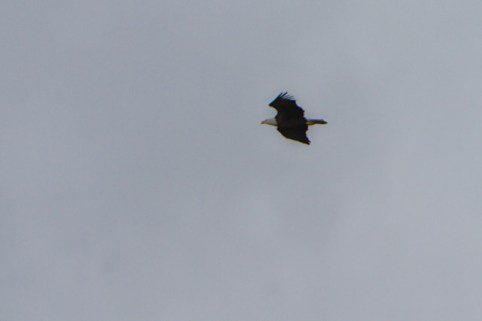 A Blad Eagle passes over Grandfather Mtn. Photo by Monty Combs
